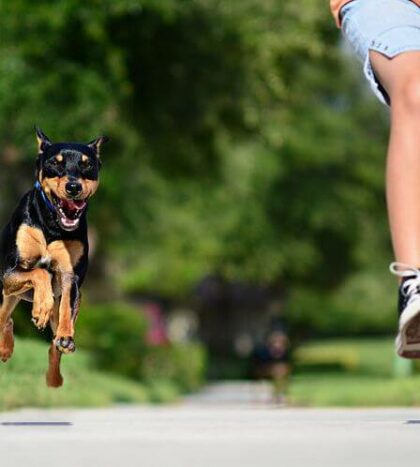 mơ thấy chó đuổi